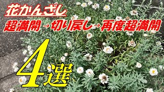 【花】花かんざしの育て方・切り戻し [upl. by Elyagiba]