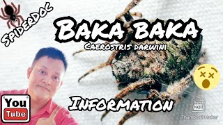 Baka Baka Darwin Bark Spider Caerostris darwini Info and Trivia [upl. by Sugna]