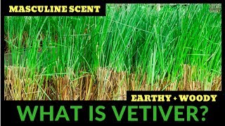 What Is Vetiver All About Vetiver Fragrances WBruno Fazzolari 🌿🌿🌿 [upl. by Nosaj]