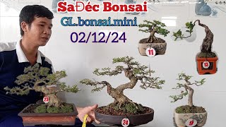 Bonsai SaĐéc gl cây cảnh mini bàn trà đa dạngLH0829610686zaloNguyễn bonsai [upl. by Narad696]