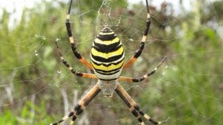 Ragno Vespa  Argiope bruennichi [upl. by Eek863]