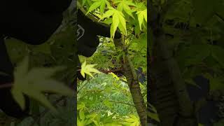 DONT MISS THIS Japanese Maple Tree Pruning Tip [upl. by Edals295]