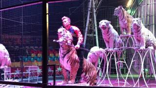 quot Big Cats Show quot [upl. by Beltran]