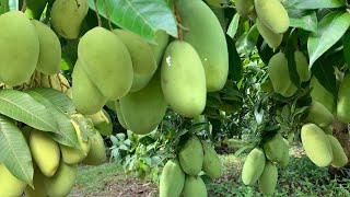 Unveiling the amazing benefits of mangoes  Growing mango benefits [upl. by Boyd]