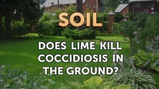 Does Lime Kill Coccidiosis in the Ground [upl. by Ylicic]