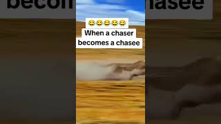 When the Chaser becomes the Chasee funnyreels warthog trendingreels [upl. by Jaela]