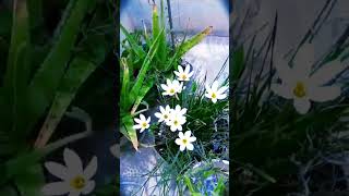 Rain lily Zephyranthes candidawhite rain lily Home garden nature shorts ShivaniHariVlogz [upl. by Ailak]