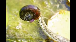 Junge Ringelnatter fängt Posthornschnecke [upl. by Vincelette]