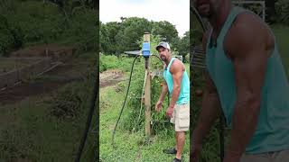 Tomato Trellis W Cattle Panels trellis tomatotrellis homesteading [upl. by Chappie]