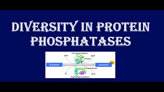 Diversity in protein phosphatases [upl. by Enyamert]