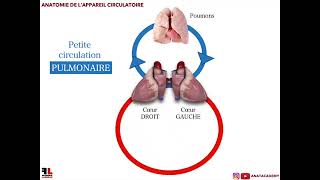 Anatomie de lappareil circulatoire360p [upl. by Williams]