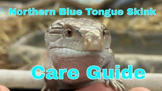 Everything You Need To Know About Caring For A Northern Blue Tongue Skink [upl. by Ycnuahc]