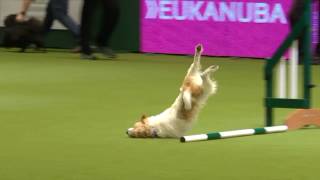 Awesome Olly at Crufts 2017  Sound Effect Edit [upl. by Drofnil]