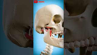 How to fix a dislocated jaw 😱dislocation bones satisfying [upl. by Maclay]