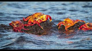 Wildlife on the Galápagos Islands [upl. by Line870]