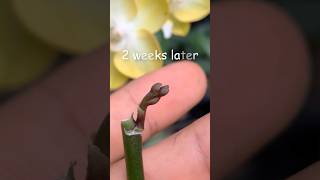 Phalaenopsis orchid cuttings from flower branches ytshorts [upl. by Rizzo]