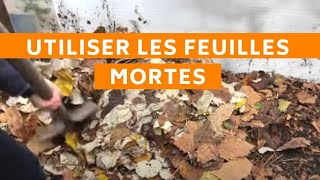 Fertiliser le sol de son potager avec des Feuilles Mortes 3 idées de jardiniers  permaculture [upl. by Annol]