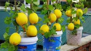 Discover The Secret To Growing Cantaloupes In Delicious And highYield Plastic Containers [upl. by Tracey]