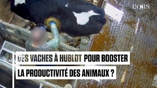 « Vaches à hublot » dans la Sarthe  la nouvelle vidéo choc de L214 [upl. by Meece547]