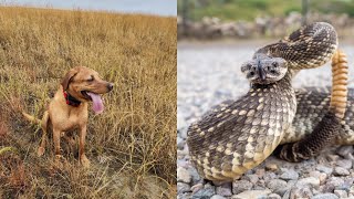 Quick Sharptail Hunt Rattlesnake Encounter [upl. by Verras128]