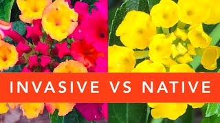 How to identify NATIVE Lantana vs INVASIVE Lantana camara [upl. by Eelrebmyk496]