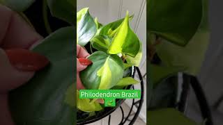 Easy care plant for NEW PLANT PARENT Philodendron Brazil 💖🍃 [upl. by Almund]