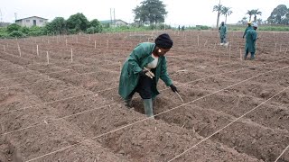 Six Steps to Cassava Weed Management and Best Agronomic Practices [upl. by Acireed]