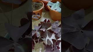 Oxalis plantbeautiful indoorplants garden [upl. by Melnick]