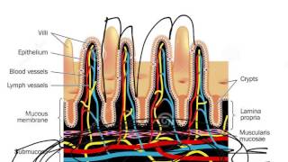 Microvilli [upl. by Aerol]