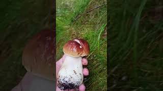 boletus mushroommushroom forest nature czechrepublic [upl. by Heffron385]