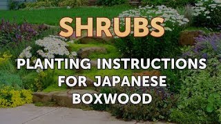 Planting Instructions for Japanese Boxwood [upl. by Dionis973]