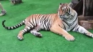 Grandpa Tickles a Tiger Hindi Explanation [upl. by Thaxter]