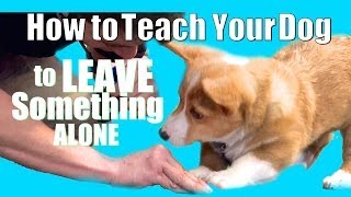 How to Teach ANY Dog to Leave something alone [upl. by Pelagias]