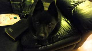 My Schipperke dog understands [upl. by Hillari411]