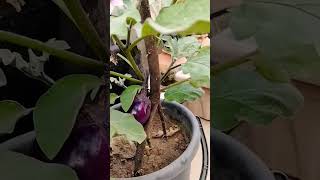 Powerful liquid fertilizer orgenic gardening ytshorts liquidfertilizer [upl. by Yblehs]