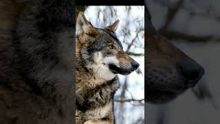 The reason why wolves cannot be tamed fyp shortvideo animals [upl. by Alamak607]