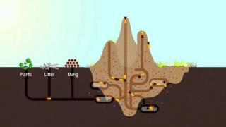 How Termites Enrich Ecosystems  HHMI BioInteractive Video [upl. by Selmner]