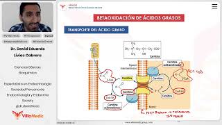 Lípidos  Betaoxidación de ácidos grasos [upl. by Akisej]