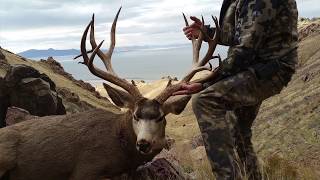 MONSTER Mule Deer from Antelope Island [upl. by Day]