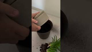 How to Easily Change a Plant Pot [upl. by Enitsirhk469]