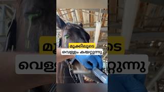 കരയുന്ന കുതിര nasolacrimal duct flush malayalam shorts [upl. by Namad925]