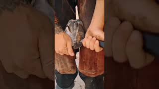 A Relaxing Hoof Care amp Horseshoe Installation part 1 [upl. by Yznyl]