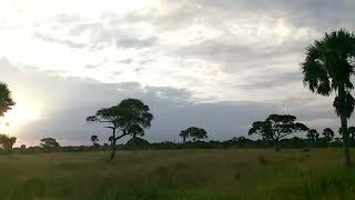 SunRise Experience Murchison Falls National Park Uganda travel africaadventure waterfalls fyp [upl. by Wilscam]