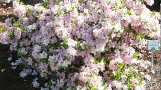 Planting Tips for Reblooming Encore Azaleas in California Oregon and Washington [upl. by Bertie]