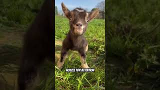 Why a Pygmy Goat is the Most Fun Pet You’ll Ever Own [upl. by Felike]