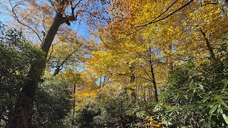 Fall colors Great Smoky Mountains [upl. by Brose878]