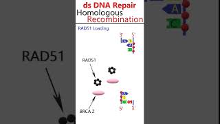 Homologydependent double strand DNA break repair animation csirnetgate [upl. by Yetta]