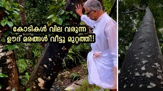 കോടികൾ വില വരുന്ന ഊദ് മരങ്ങൾ വീട്ടുമുറ്റത്ത്  Agarwood tree in kerala  Oudh cultivation in kerala [upl. by Arreik]