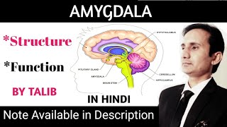 Amygdala Anatomy amp Physiology in Hindi  Structure  Function  Nervous System [upl. by Sukramed]