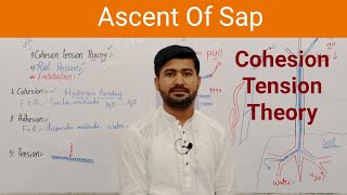 142 Ascent Of Sap  Cohesion Tension theory  Transportation Pull Theory of Ascent Of Sap  Fsc [upl. by Hyps]